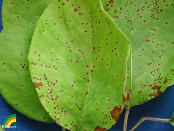 Entomosporium maculatum - Sintomas sobre hoja de membrillo.jpg